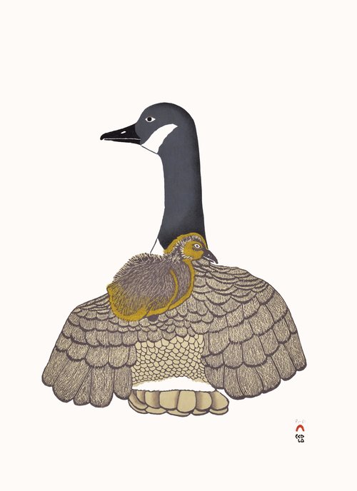 Nirliit (Canada Goose)