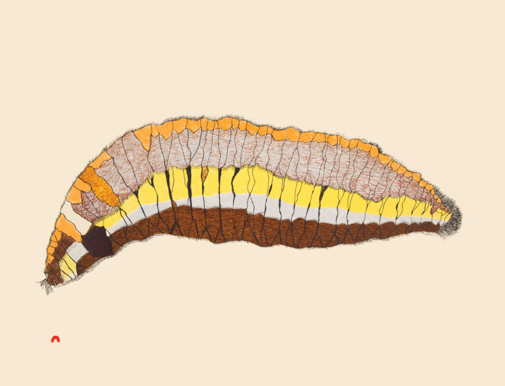 Woollybear Caterpillar by Papiara Tukiki