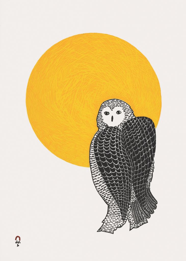 Sunlit Owl