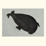 Natsiamini (Young Seal's Coat)